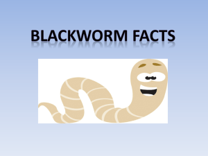 based on the blackworm facts powerpoint.