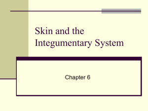 Skin and the Integumentary System