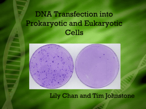 DNA Transformation and Transfection into