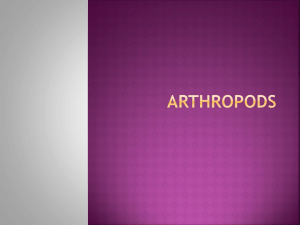 Arthropod Notes PPT