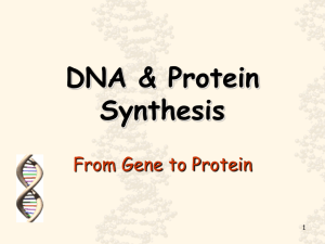 DNA & Protein Synthesis