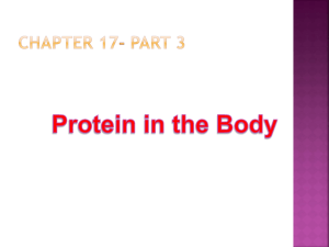 Protein Digestion: Part 3