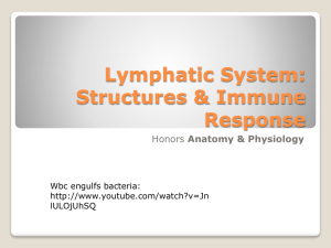 Lymphatic System: Structures & Immune Response