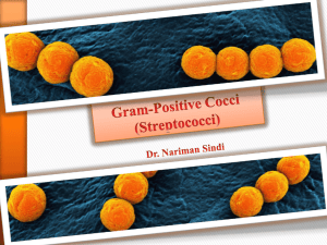 Gram positive cocci (streptococci)