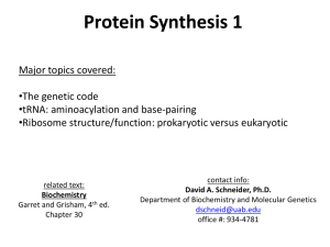Protein Synthesis 1