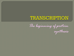 Transcription, Translation & DNA Replication