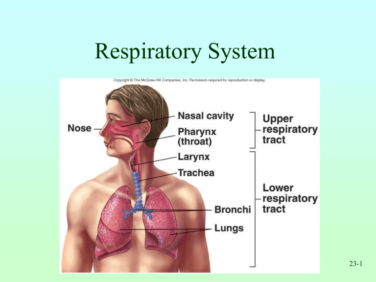 What Is The Other Name For Expiratory Reserve Volume