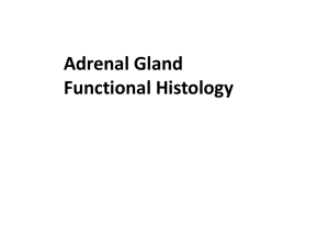 Adrenal_Gland_ histology