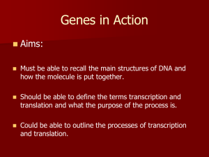 Biology 4.5 Transcription and Translation