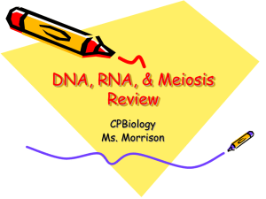 DNA, RNA, & Meiosis Review