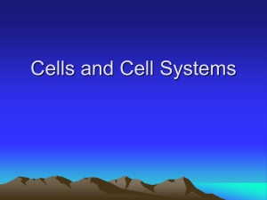 What are cells?