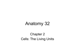 Chapter 2 notes- cells
