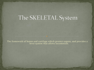 The SKELETAL System