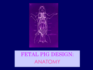 Fetal Pig Powerpoint