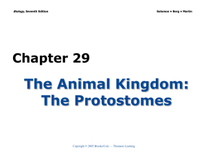 Chapter 29 The Animal Kingdom: The Protostomes