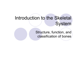 Skeletal system notes