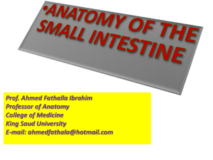 ANATOMY OF SMALL INTESTINE