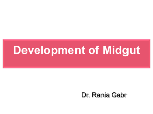 Development of Midgut