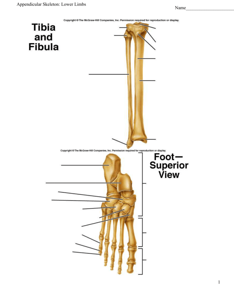 Appendicular Skeleton: Lower Limbs With Appendicular Skeleton Worksheet Answers