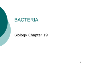 Bacteria & Virus notes 2014