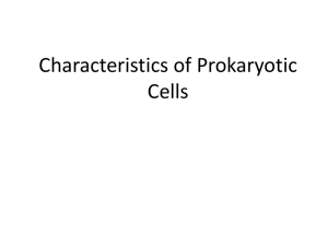 Prokaryotic cells