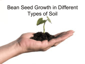 Bean Seed Growth in Different Types of Soil