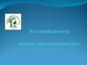 Benthic Macroinvertebrates