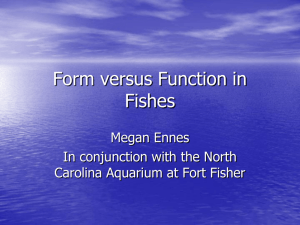 Form versus Function in Fishes