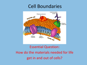Cell Boundaries slideshow Cell Boundaries_2