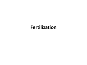 Fertilization slides