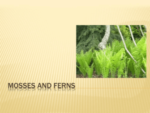 Mosses and Ferns