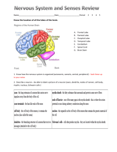 Nervous System Review Sheet answers