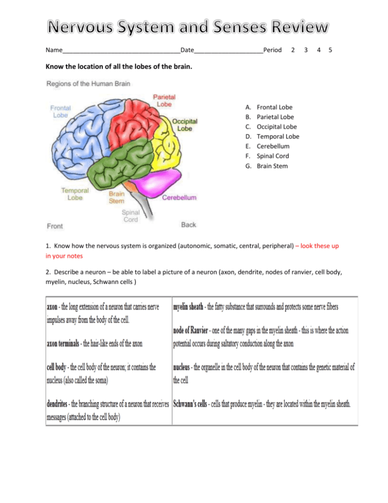 nervous-system-review-sheet-answers