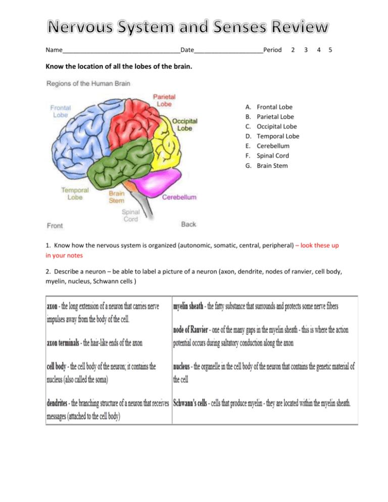 Nervous System Review Sheet Answers