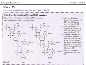 Lecture 9 (IB Bio2) - Transcription & Translation