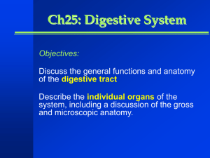 Ch25: Digestive System