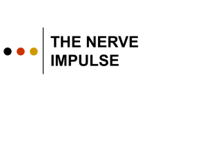 Powerpoint Presentation: The Nerve Impulse