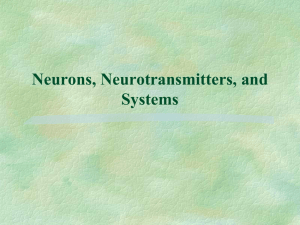Chapter 3 Neurons powerpoints
