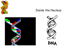 DNA RNA ppt