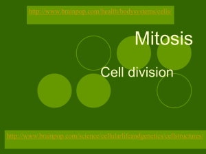 Mitosis - Alvin ISD