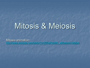 Meiosis & Mitosis
