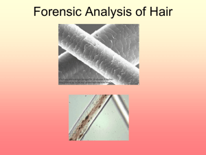 Forensics_files/Hair powerpoint BB_4