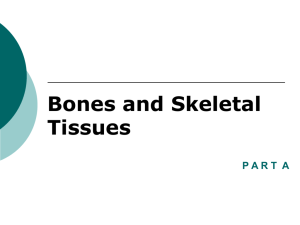 Bone Tissue - IWS2.collin.edu