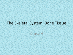 The Skeletal System: Bone Tissue