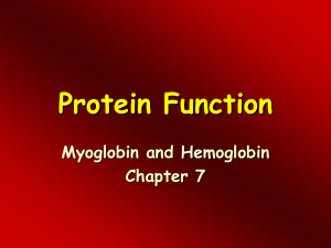Protein Function – Myoglobin and hemoglobin