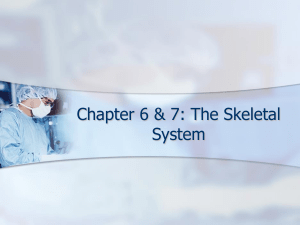 Chapter 6 & 7: The Skeletal System