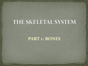 THE SKELETAL SYSTEM