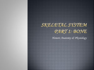 Skeletal system part 1: bone