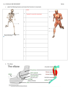 Muscles and MovementName