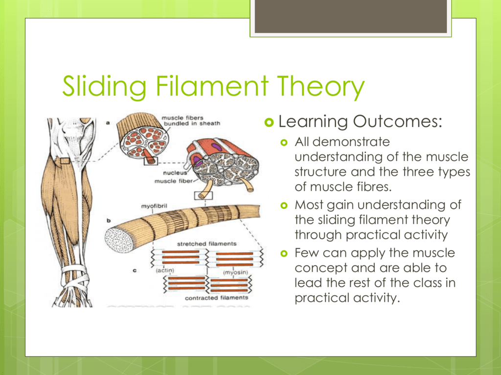 Sliding Filament Theory Definition